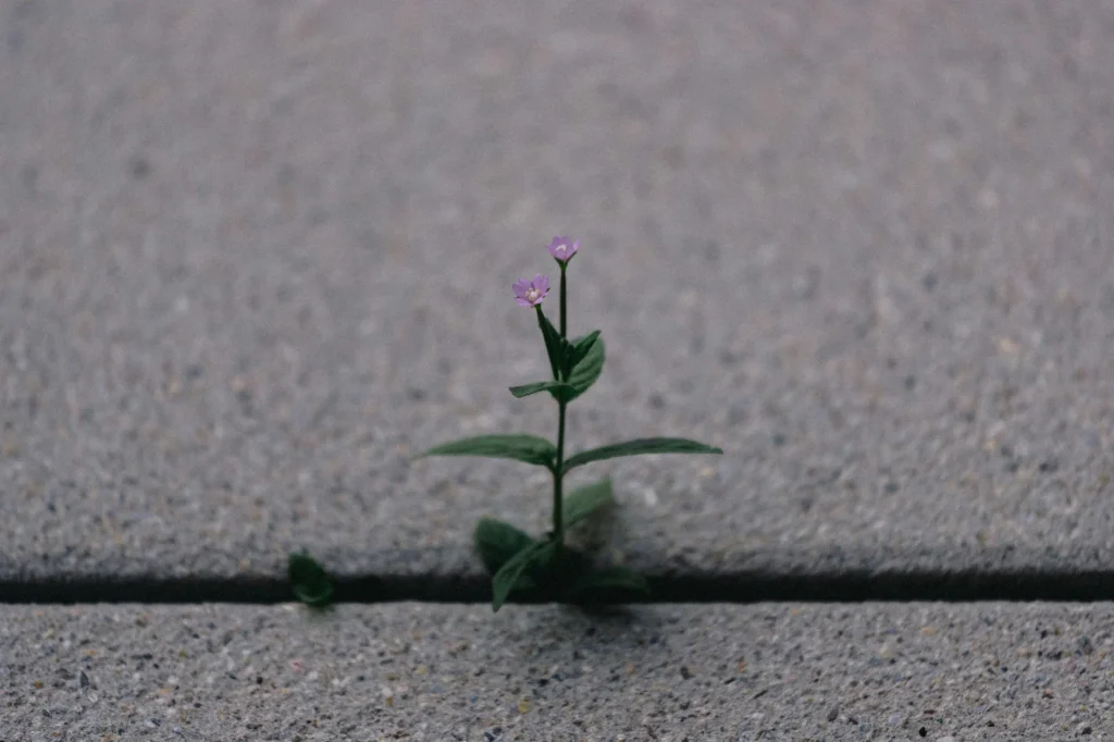 Grow or Die: The Entrepreneur’s Mindset to Business Success